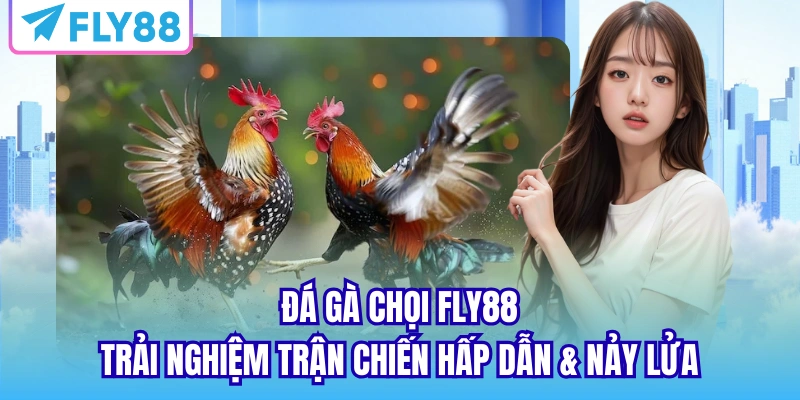 đá gà chọi fly88